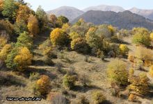 گزارش تصویری از فصل پاییز در جنگل ابر شاهرود